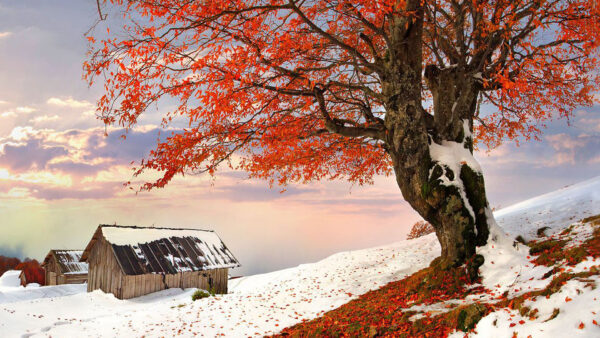 Wallpaper Covered, Black, Under, Hut, Fall, Leaves, Red, Tree, Snow, Sky, White, Field, Branches, Clouds