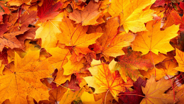 Wallpaper Orange, Yellow, Leaves, Maple