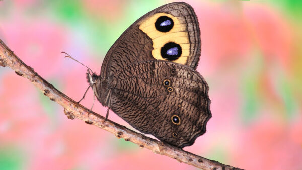 Wallpaper Colorful, Butterfly, Background, Brown, Design, Stalk, Yellow, Light, Plant