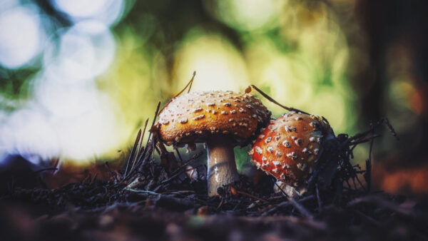 Wallpaper Red, Bokeh, Blur, Green, Mushrooms, Ground, Mushroom, Background, Light