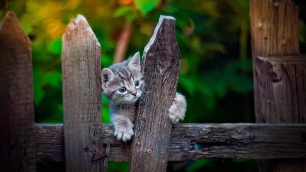 Wallpaper Trees, Cat, Funny, Fence, Background, Wood, Green, Kitten