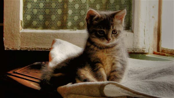 Wallpaper White, Sitting, Kitten, Brown, Background, Window, Black, Cat, Towel