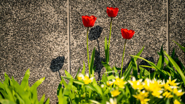 Wallpaper And, Red, Desktop, Closeup, Flowers, Leaves, Yellow, View, Green, Mobile, Petals, Tulips