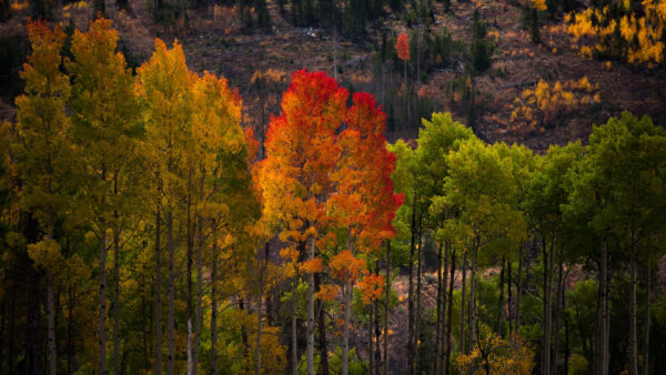 Wallpaper Orange, Background, Red, Green, Trees, Forest, Beautiful, Leaves, Yellow, Autumn