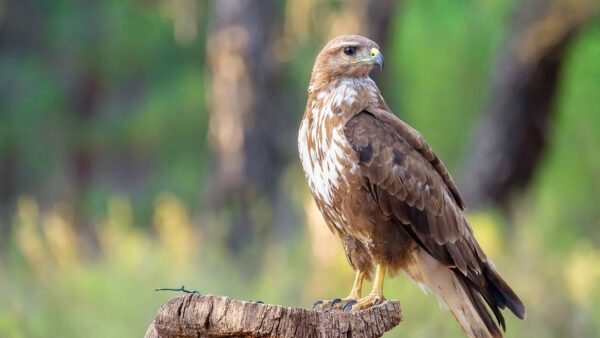 Wallpaper Common, Wood, Standing, Blur, Bird, Buzzard, Birds, Background, Bokeh