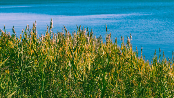 Wallpaper Flowers, Background, Grass, Sunlight, River, Nature, Bushes, Yellow