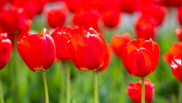 Wallpaper Flowers, Petals, Tulip, Red, Closeup, Blur, Buds, View, Background
