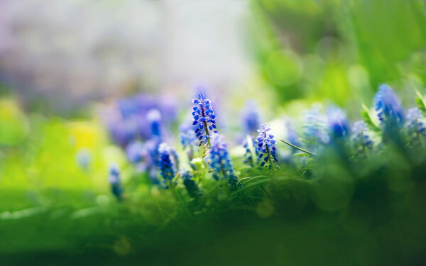 Wallpaper Flowers, Muscari