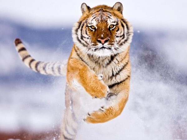 Wallpaper Tiger, Snow, Amur