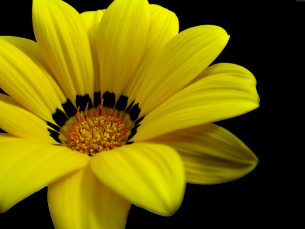 Wallpaper Yellow, Great, Flower