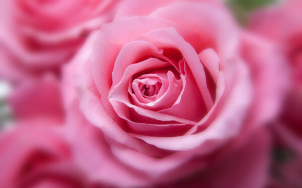 Wallpaper Rose, Pink