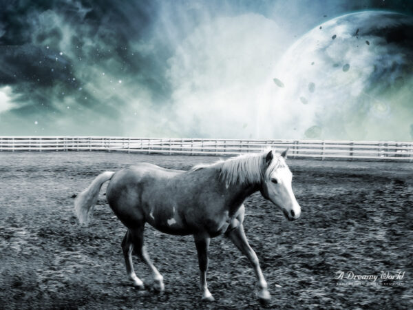 Wallpaper World, Dreamy, Horse