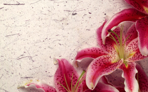 Wallpaper Lily, Decor