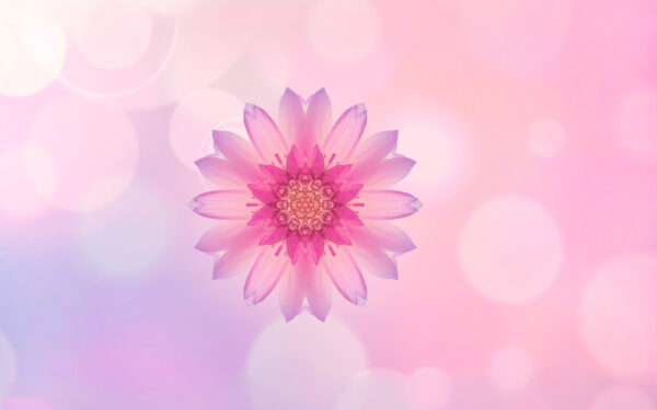 Wallpaper Pink, Huawei, Honor, Flower, Stock
