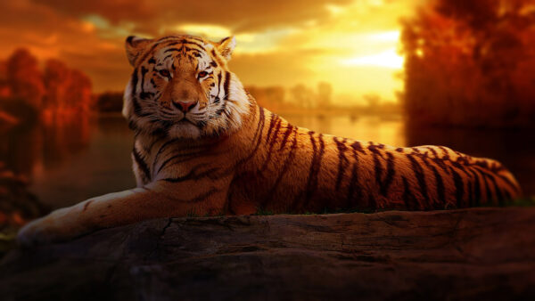 Wallpaper Tiger