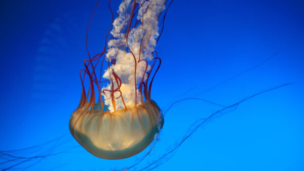 Wallpaper Jellyfish