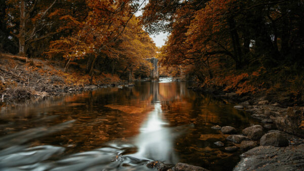 Wallpaper Desktop, Nature, Autumn, River, Trees, Fall, The, Forest