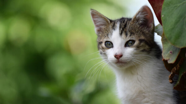 Wallpaper Animals, Background, Tree, Cute, Cat, White, Near, Desktop, Mobile, Green, Blur, Standing