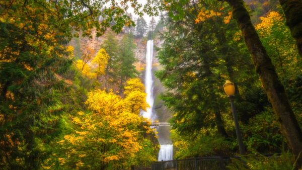 Wallpaper Tree, Fall, Multnomah, Waterfalls, Oregon, Desktop, Nature, During