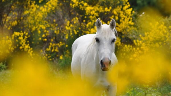 Wallpaper 4k, Dual, Monitor, Animals, Download, Images, Desktop, Free, Horse, Animal, Wallpaper, Pc, Background, Cool