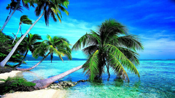 Wallpaper Sky, Body, Trees, Coconut, Blue, Beautiful, Leaning, Water, Desktop, Beach, With