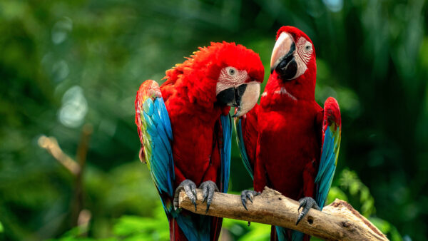Wallpaper Desktop, Mobile, And, Parrots, Macaw, Green, Background, Birds, Trees, With, Shallow, Red