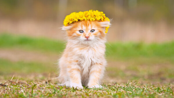 Wallpaper Green, White, Cat, Sitting, Kitten, With, Desktop, Grass, Cute, Flower, Mobile, Brown, Wreath