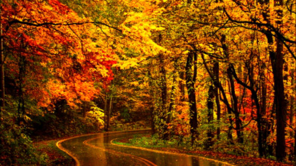 Wallpaper Between, Desktop, During, Colorful, Rain, Trees, Nature, Road, Autumn