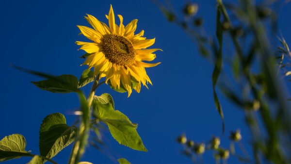 Wallpaper Desktop, Sunflower, Sky, Flowers, Blue