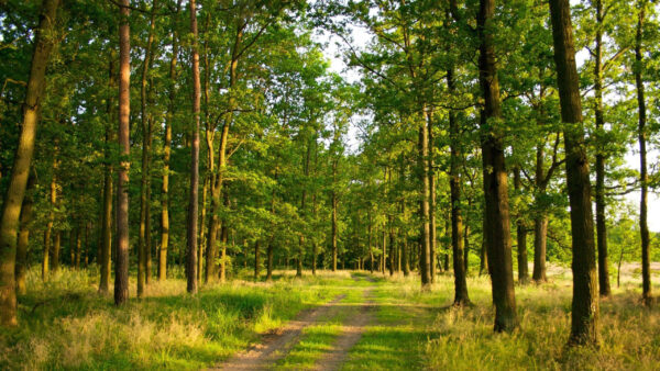 Wallpaper Desktop, Forest, Trees, Between, Green, Nature, Path, And, Sand, Background, Field, Grass