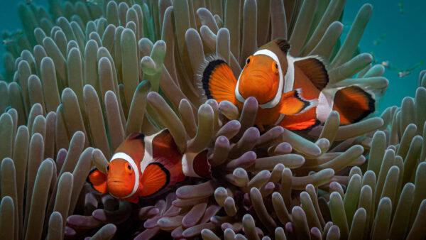 Wallpaper Near, Colorful, Reef, Clownfish, Fishes, Underwater, Coral