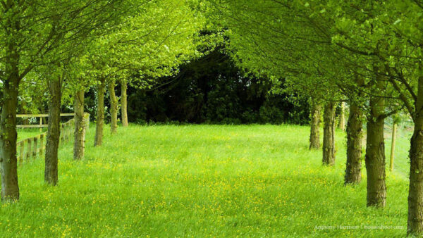 Wallpaper Green, Desktop, Field, Nature, During, Daytime, Trees, Between