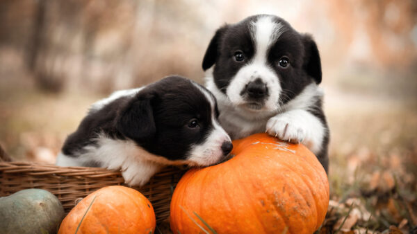 Wallpaper Pet, Puppies, Animals, Pumpkin, Baby, Near, Desktop