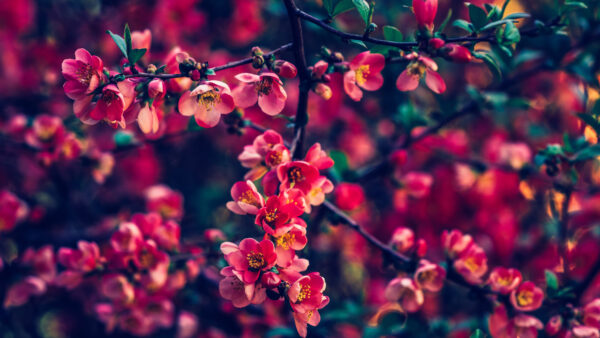 Wallpaper Tree, Flowers, Branches, Red, Pearls, Mobile, Desktop