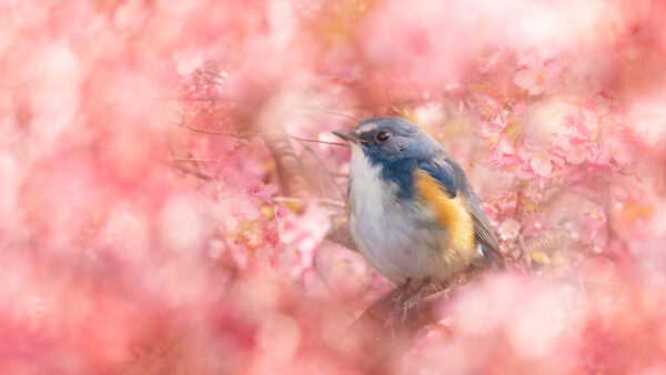 Wallpaper Bluebird, Desktop, Colorful, Tree, Around, Branch, Animals, Flowers, Perching