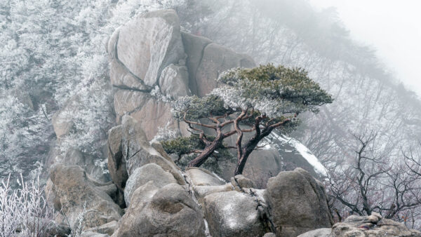 Wallpaper Boulders, Mountain, Forest, During, Winter, Fog, Trees, Asia, And, With, Pine, Mobile, Desktop