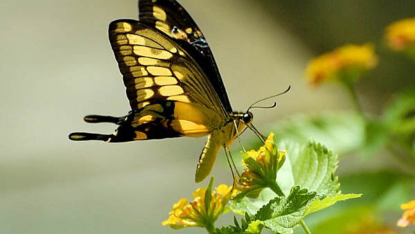 Wallpaper Black, Birds, And, Desktop, Butterfly, Flower, Yellow, Standing