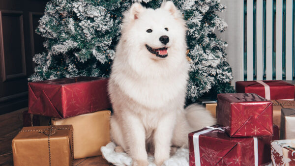 Wallpaper Desktop, Boxes, Dog, White, Gift, Animals, Background, Sitting, Tree, Christmas, Samoyed, With