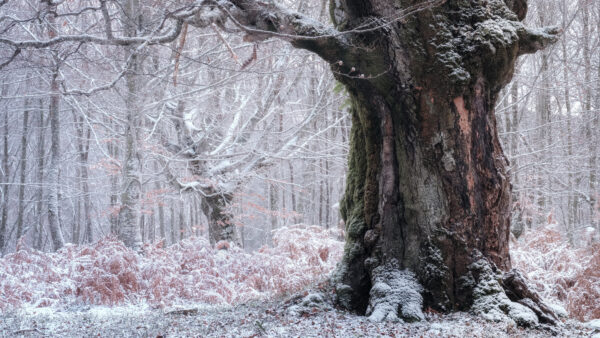 Wallpaper Winter, During, Trunk, Tree
