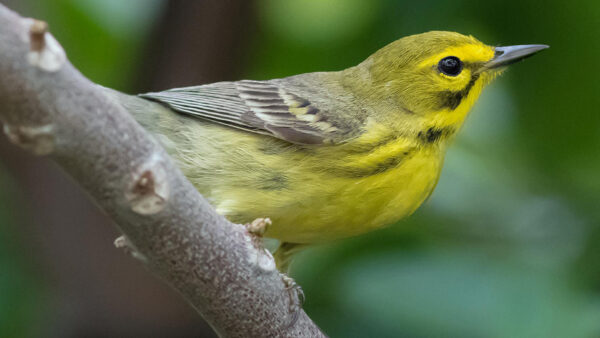 Wallpaper Background, Green, Branch, Tree, Yellow, Bird, Birds, Blur, Desktop