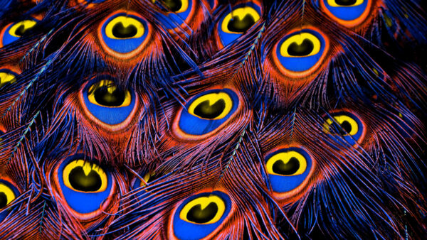 Wallpaper Feathers, Abstract, Peacock, Texture