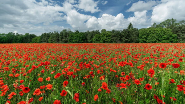 Wallpaper Red, Field, During, Desktop, Beautiful, Flowers, Summer