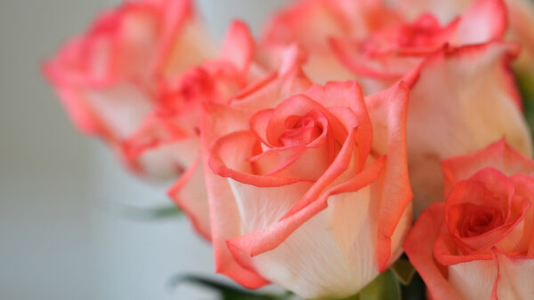 Wallpaper Desktop, Roses, Rose, Orange, Bud