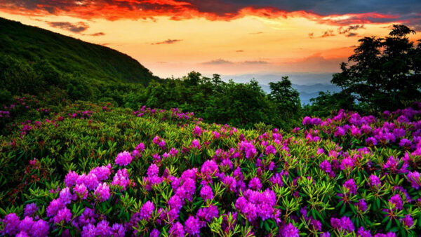 Wallpaper Purple, Under, Field, Flowers, Spring, Desktop, Sky