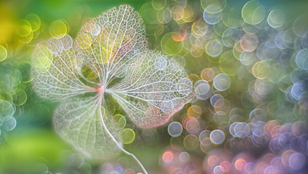 Wallpaper Leaf, Background, Colorful, White, Photography, Bokeh