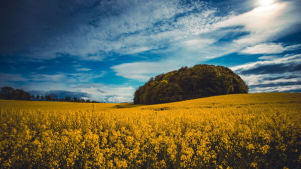 Wallpaper Background, Sky, Flowers, Trees, Blue, Field, Mobile, Clouds, Rapeseed, Desktop, Green, Under, White, Yellow