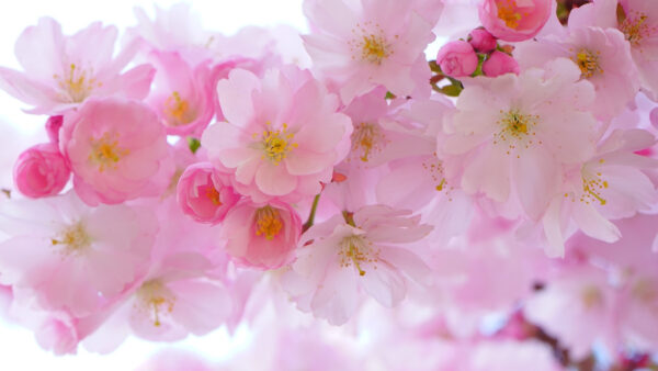 Wallpaper Background, Pink, Desktop, Blossom, Flowers, Mobile