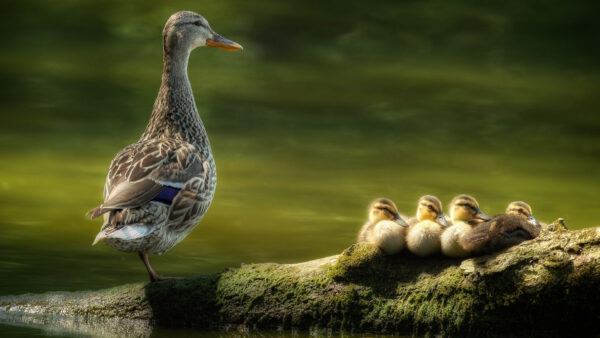 Wallpaper Rock, Duck, Near, Water, Desktop, Birds, Leg, Standing, One, Ducks, Baby, Around, With
