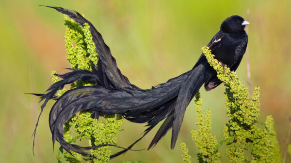 Wallpaper Green, Bird, Blur, Background, Standing, Plant, Black, Birds