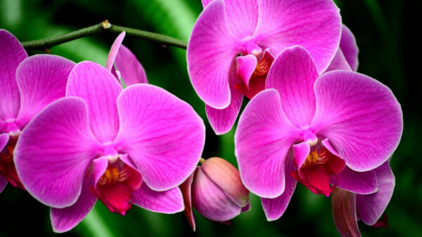 Wallpaper Flowers, Pink, Green, Desktop, Branch, Background, Orchid